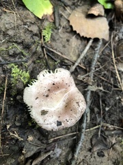 Russula fragilis