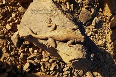 Agama tassiliensis