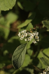 Heliotropium europaeum