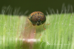 Oplodontha rubrithorax