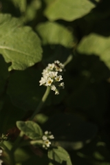 Heliotropium europaeum