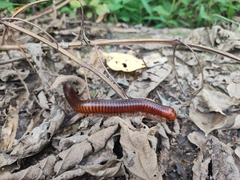 Thyropygus allevatus