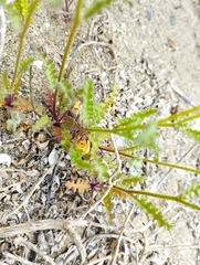Schizopetalon walkeri