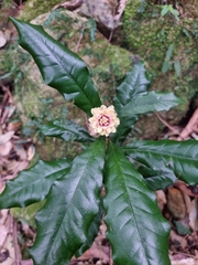 Eupomatia bennettii