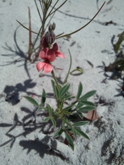 Indigofera heterophylla