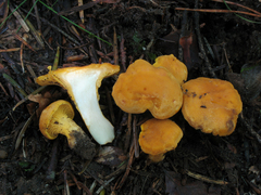 Cantharellus cibarius