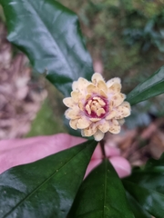 Eupomatia bennettii