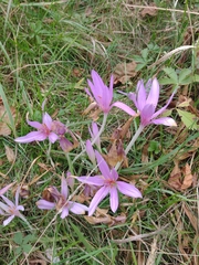 Colchicum autumnale