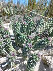 Euphorbia caput-medusae