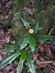 Eupomatia bennettii