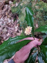 Eupomatia bennettii