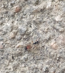 Agrothereutina