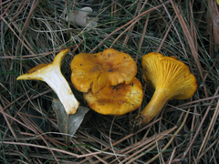 Cantharellus cibarius