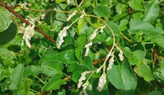 Fallopia baldschuanica