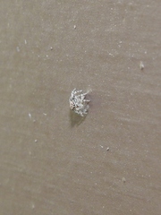 Salticinae