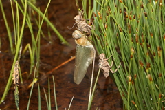 Somatochlora alpestris