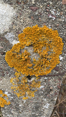Xanthoria