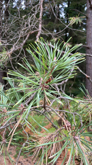 Pinus virginiana