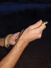 Zamenis scalaris