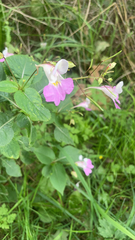 Impatiens balfourii
