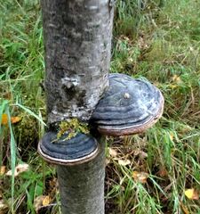 Fomes fomentarius