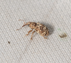 Storeus albosignatus