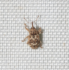 Storeus albosignatus