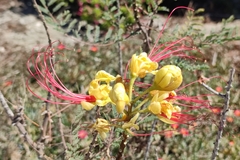 Erythrostemon gilliesii