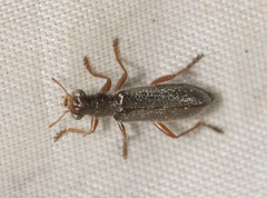 Lemidia subaenea