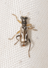 Lemidia cicatricosa