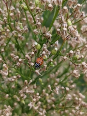 Coccinellidae