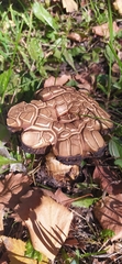 Leccinum scabrum