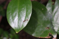 Cyclosa
