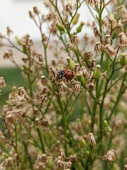 Coccinellidae