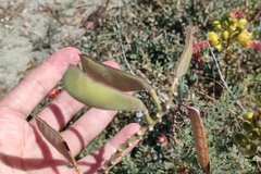Erythrostemon gilliesii