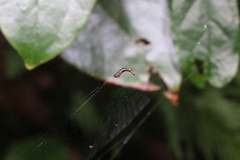 Cyclosa
