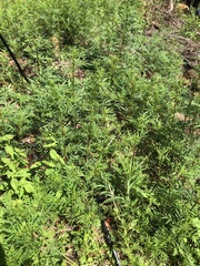 Tagetes