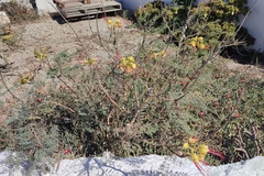 Erythrostemon gilliesii
