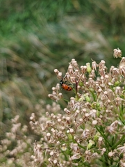 Coccinellidae