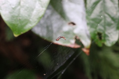 Cyclosa