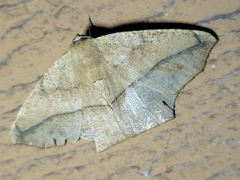 Prochoerodes lineola