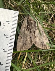 Catocala ultronia