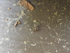 Salticinae