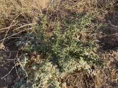 Xanthium spinosum