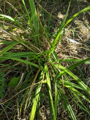 Carex pendula