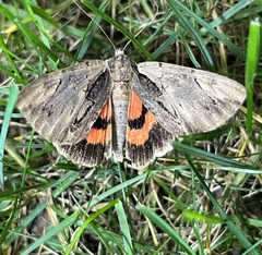 Catocala ultronia