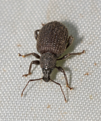 Otiorhynchus rugosostriatus