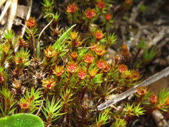 Polytrichum juniperinum