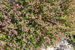 Gonocarpus teucrioides