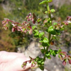 Gonocarpus teucrioides